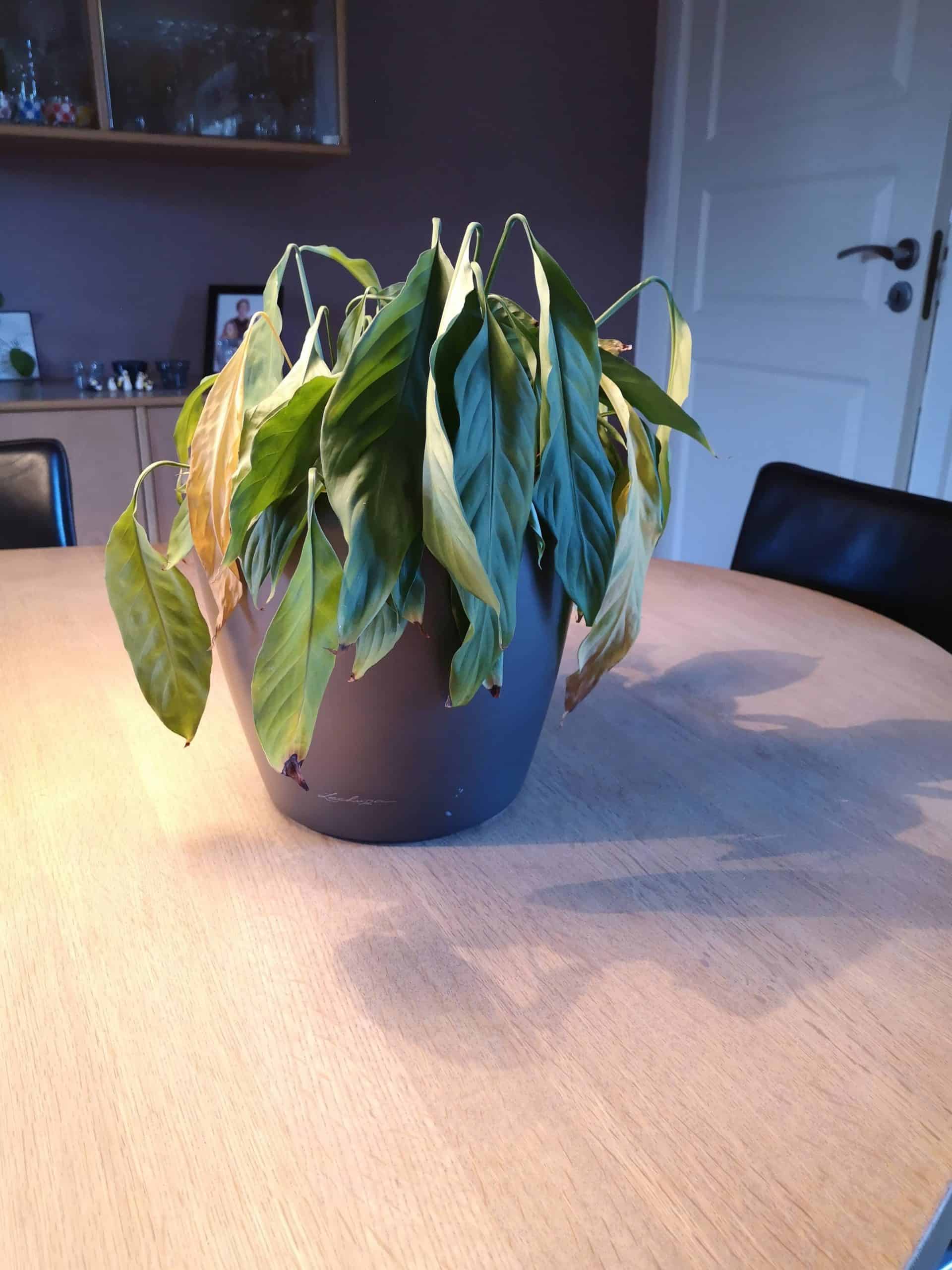 Plante der er lidt "hængt" - IDESIGN